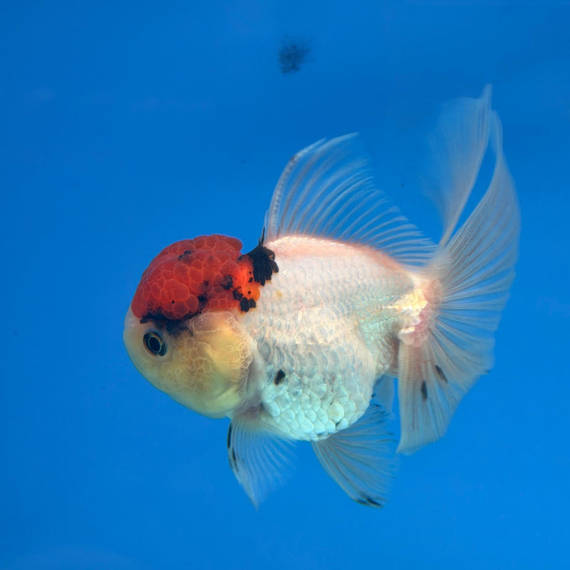 Thai Oranda Red & White Cap 3.5in Female (FEB-288)R2B03