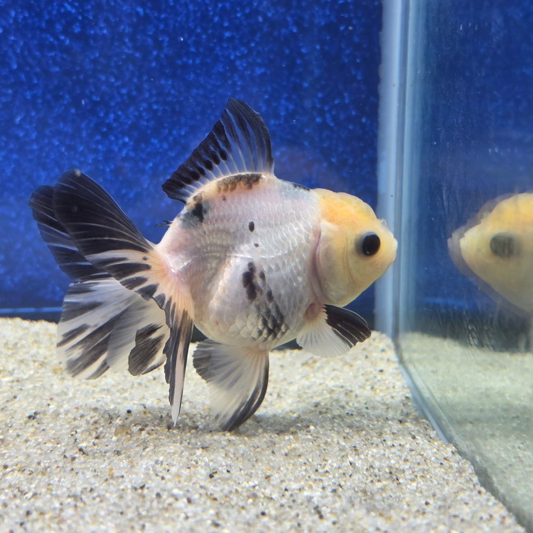 Thai Oranda Lemon head Panda 2.7” Female(FEB-651)R3B21