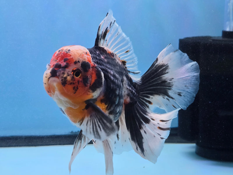 Thai Premium Kirin Calico Oranda 4.50 inch Body Oranda Male (QGF-JO1021)