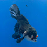 Thai Oranda Panda 3.0" Body Male (FEB-860)