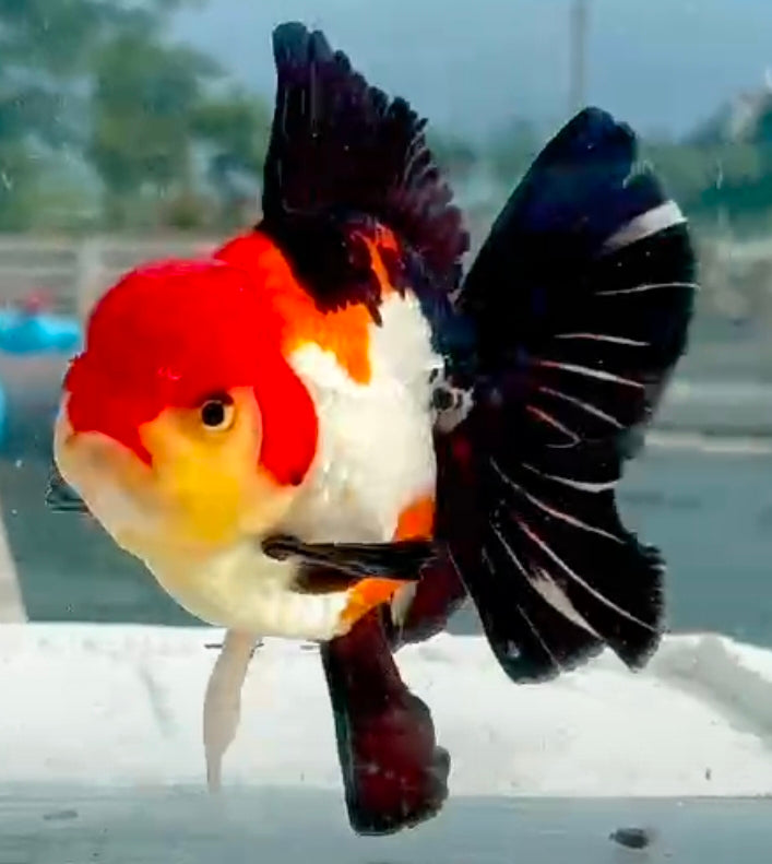 Thai Jumbo Red Cap Tri Color Oranda Yuanbao 4.50 inch Body (QGF-JO1198)Showtank