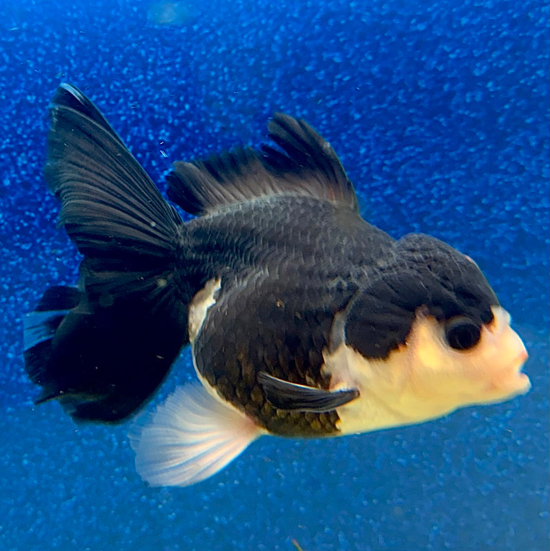 Thai Oranda Panda Female 3.5in (FEB-507)R2B18