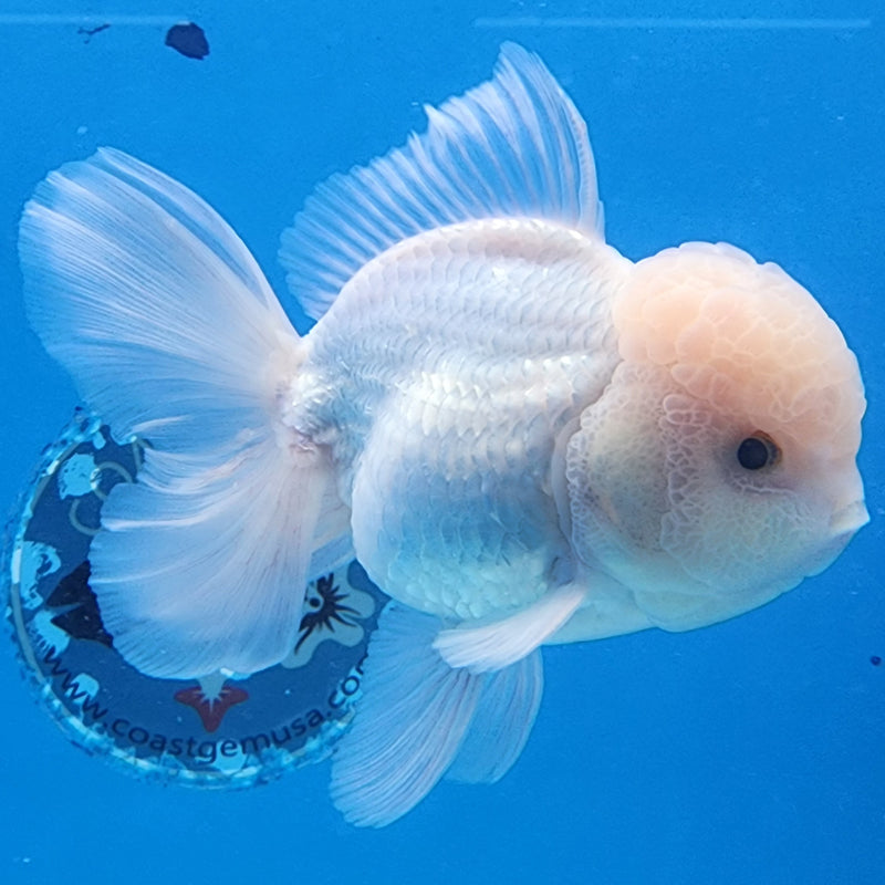 Thai Oranda Full White 3.5” Body Male(CK-1432)BLUETUB2