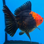 Thai Oranda Jumbo Breed Apache 3.5" Body Female (FEB-609)