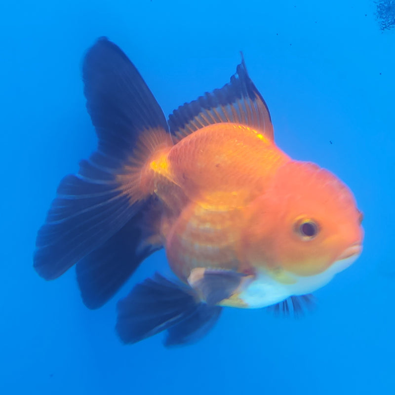 Thai Oranda Tri-Color 2.5in Female (FEB-200)R3B07
