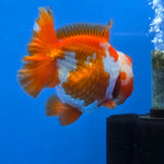 Thai Oranda Yuanbao Red abd White 4.50" Body Female (FEB-736)R2A09