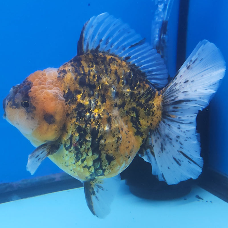 Thai Jumbo Red Calico Orchid Tail Oranda by NK THAILAND 5.00 inch Body (NKT-FEB-374)