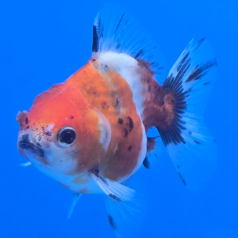 Thai Shogun Calico Oranda 2.5" Body Male A+ Grade(CK-607)R3A03