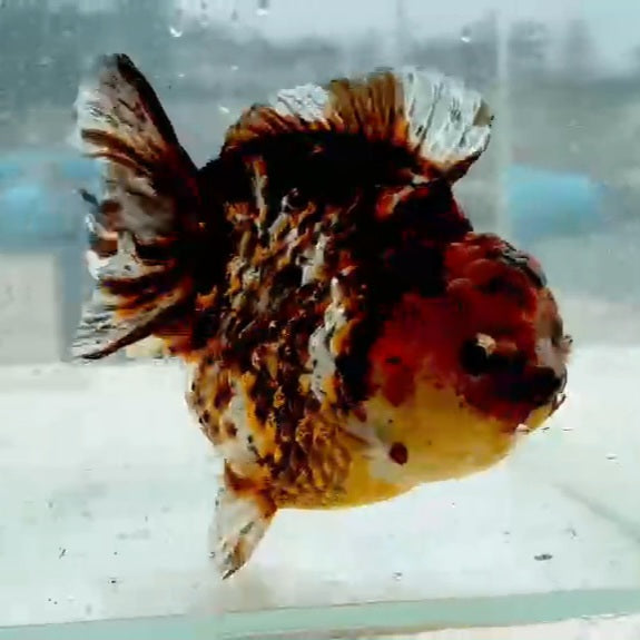 Thai Calico Oranda Yuanbao 4.00 inch Body (QGF-JO1171)