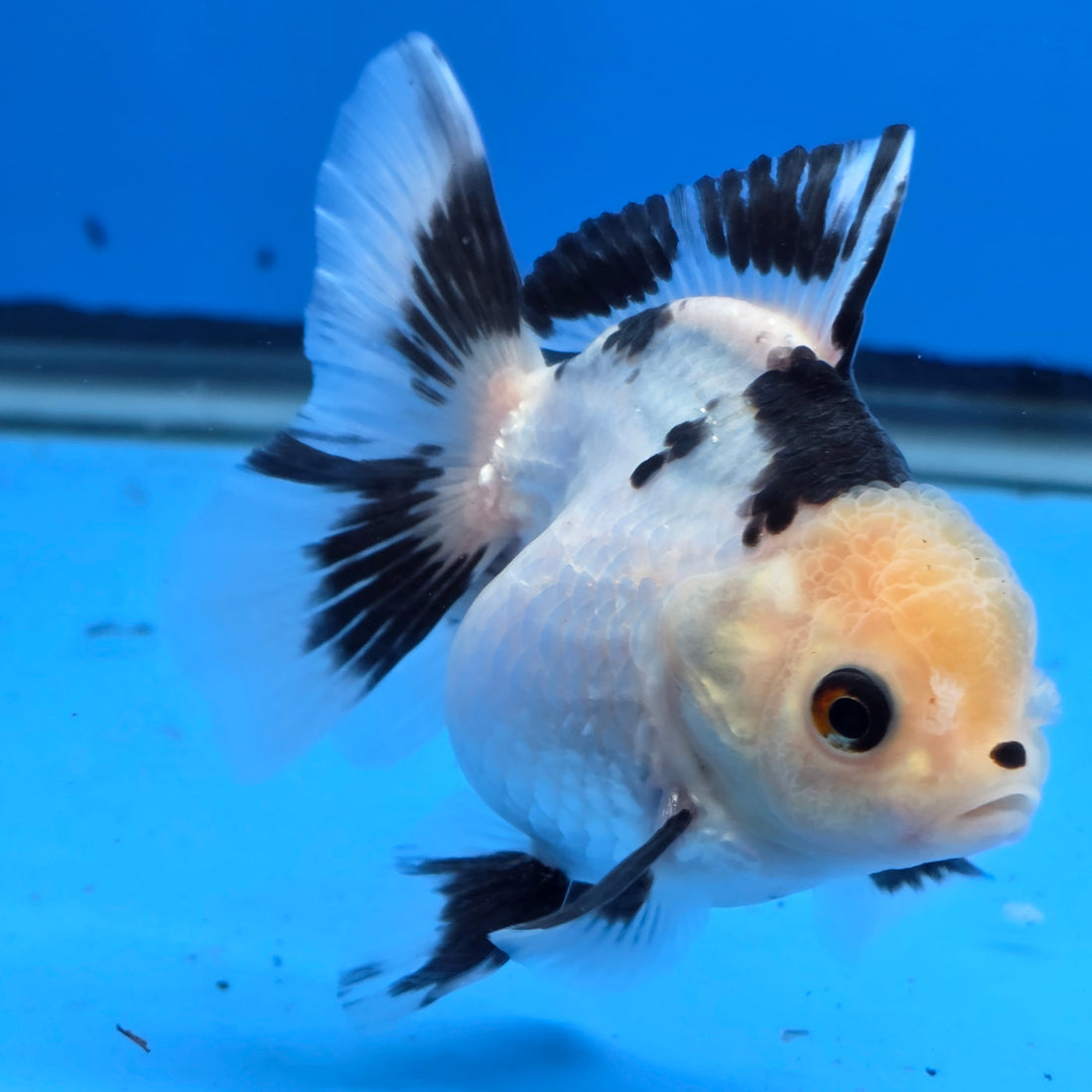 Thai Oranda Lemon Head Panda Jumbo Breed 2.8" Body Female 6mths(FEB-540)R3B21