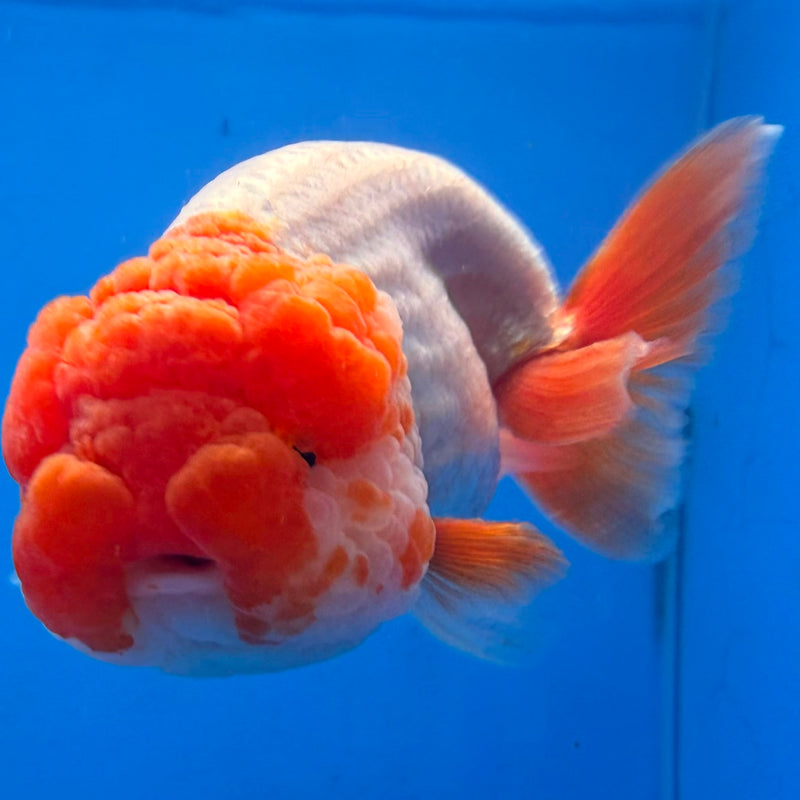 Thai Red & White Ranchu 3.5” Body Female(FEB-411) BLUETUBD