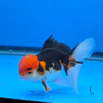 Thai Oranda Red Cap Tri Color Color 3.5 in Body Male (FEB-537)R3A03