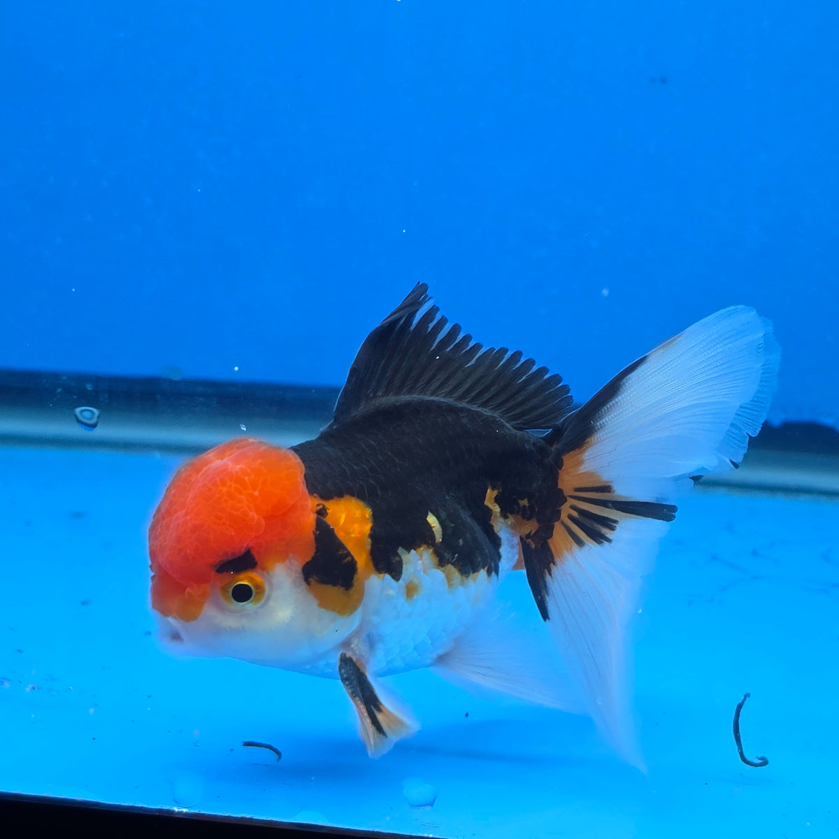 Thai Oranda Red Cap Tri Color Color 3.5 in Body Male (FEB-537)R3A03