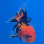 Thai Oranda Apache 2in Female (FEB-548)R3B17