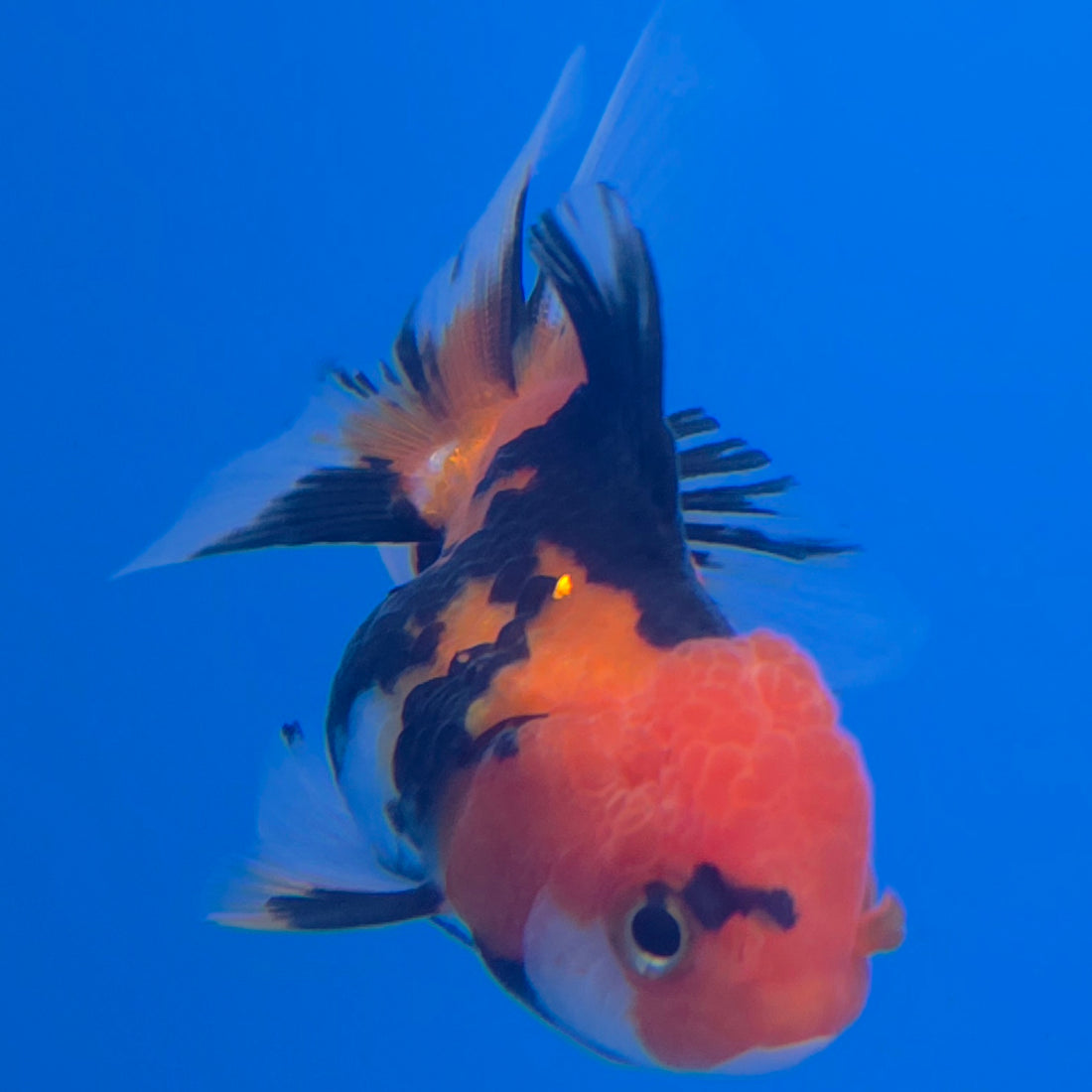 Thai Oranda Apache 2in Female (FEB-548)R3B17