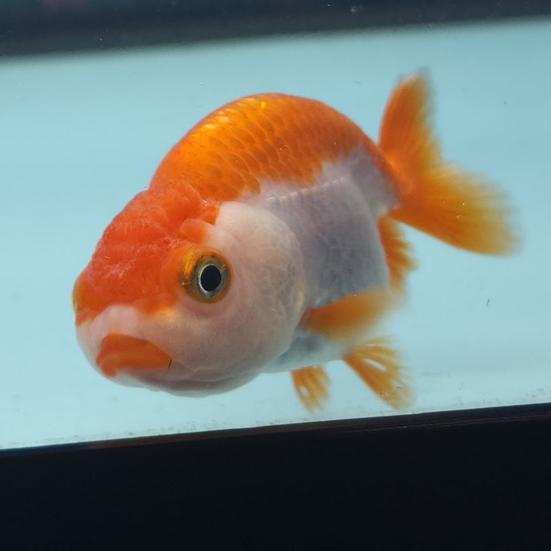 Chinese Ranchu Red & White 2in Female (FEB-332)R3B16