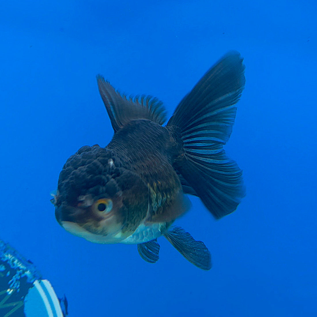 Thai Oranda Tri-Color 2.5” Male(FEB-632)R3B15