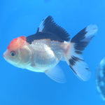 Thai Oranda Tri-Color 2.5” Male(FEB-672)R3B03
