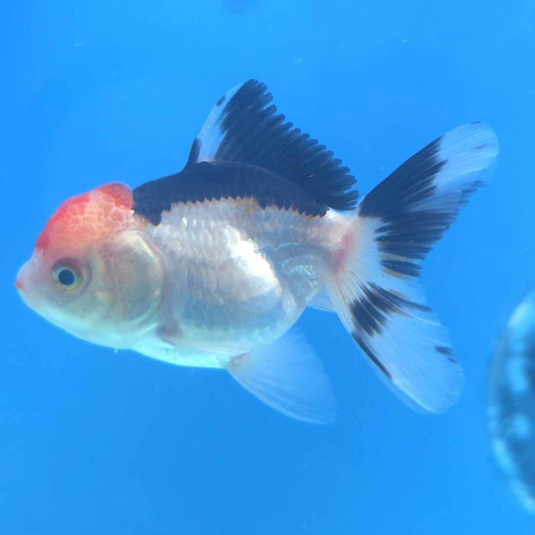 Thai Oranda Tri-Color 2.5” Male(FEB-672)R3B03