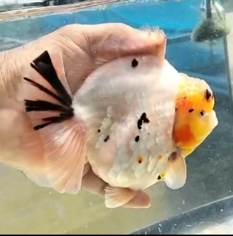 Thai Jumbo White Tiger Orchid Tail Oranda by NK THAILAND 5.00 inch Body (NKT-JO2060)