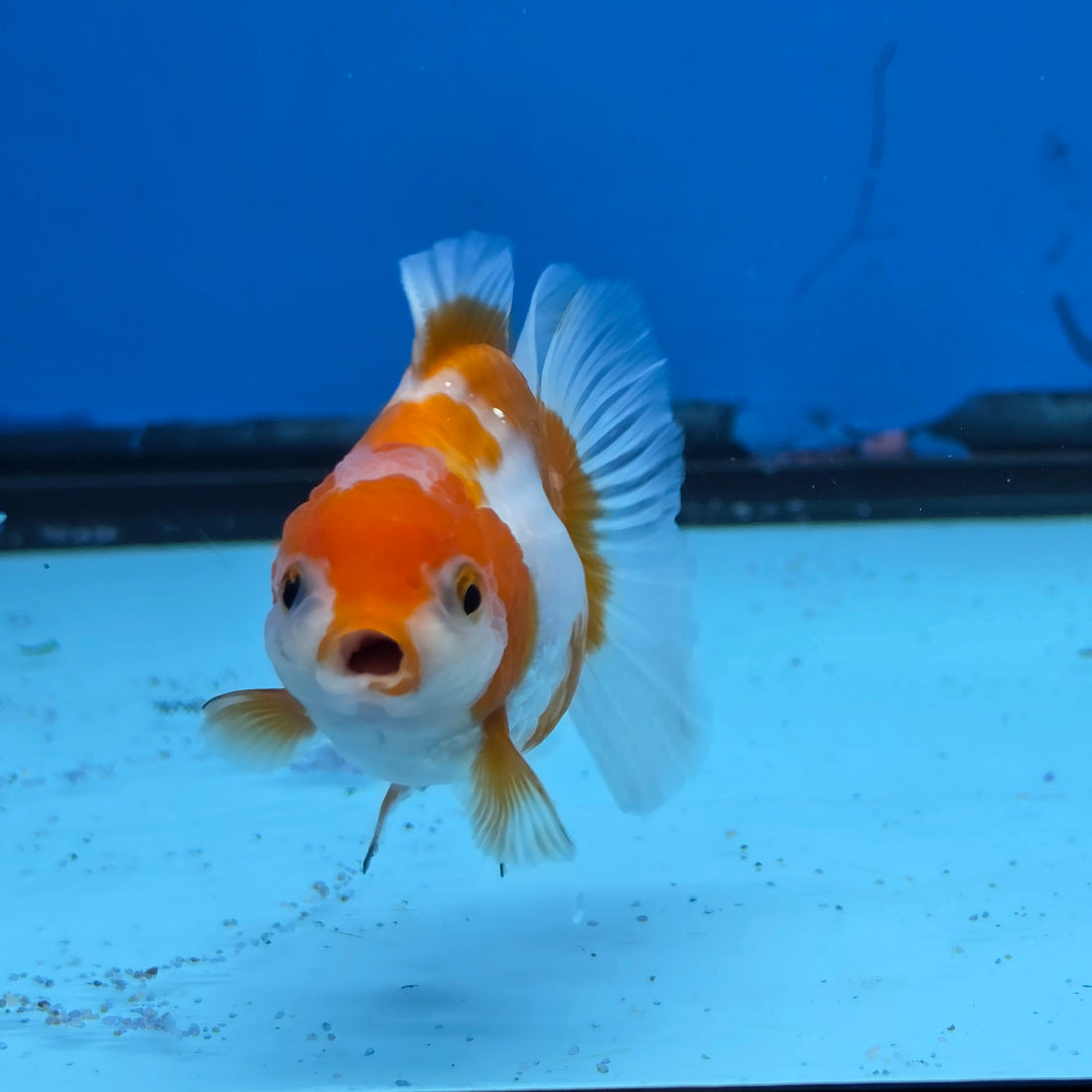 Thai Oranda Red and White Color 2.5 in Body Female (FEB-531)R3A06