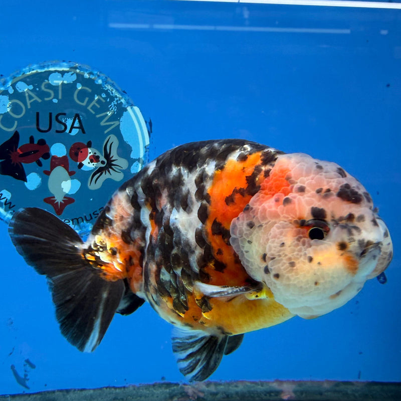 Chinese Ranchu Calico Cow 4in Male (FEB-280)BLUETUBC