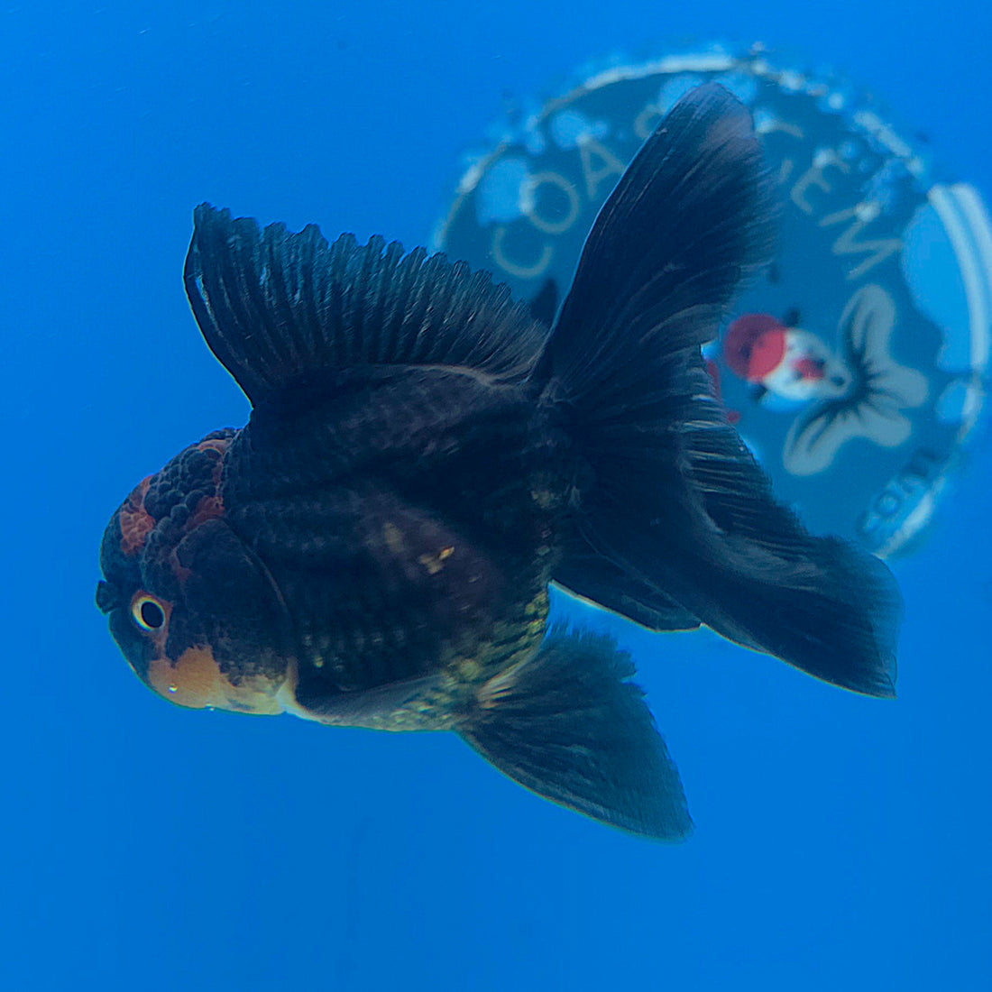 Thai Oranda Apache 2.5” Male(FEB-677)R3B01