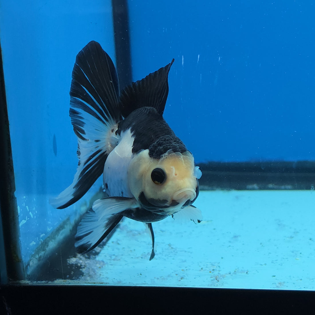 Thai Oranda Panda 2.8 in Body Female (FEB-528)R3A06