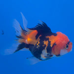 Thai Oranda Apache 2in Female (FEB-548)R3B17