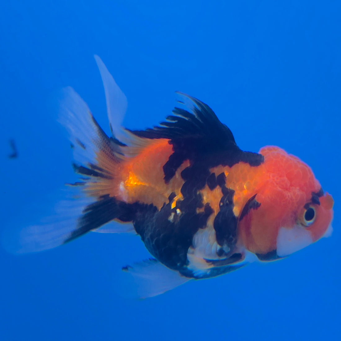 Thai Oranda Apache 2in Female (FEB-548)R3B17