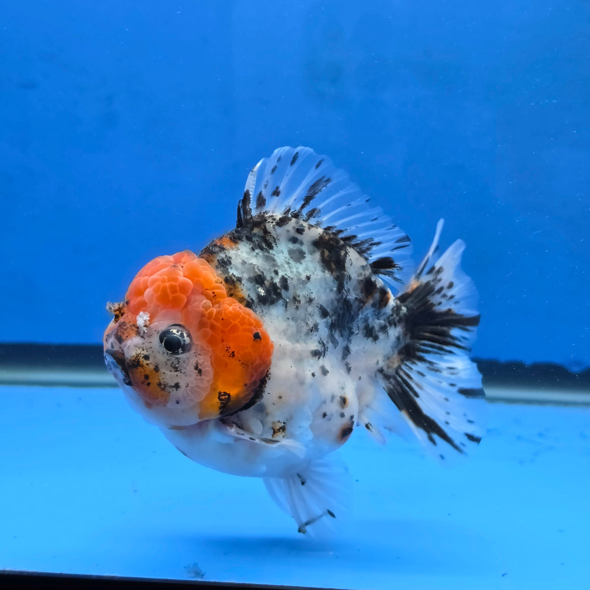 Thai Oranda Red Cap Chinese Paint Calico Godzilla 4 inch Body Female (G-FEB-109)BlueTubB