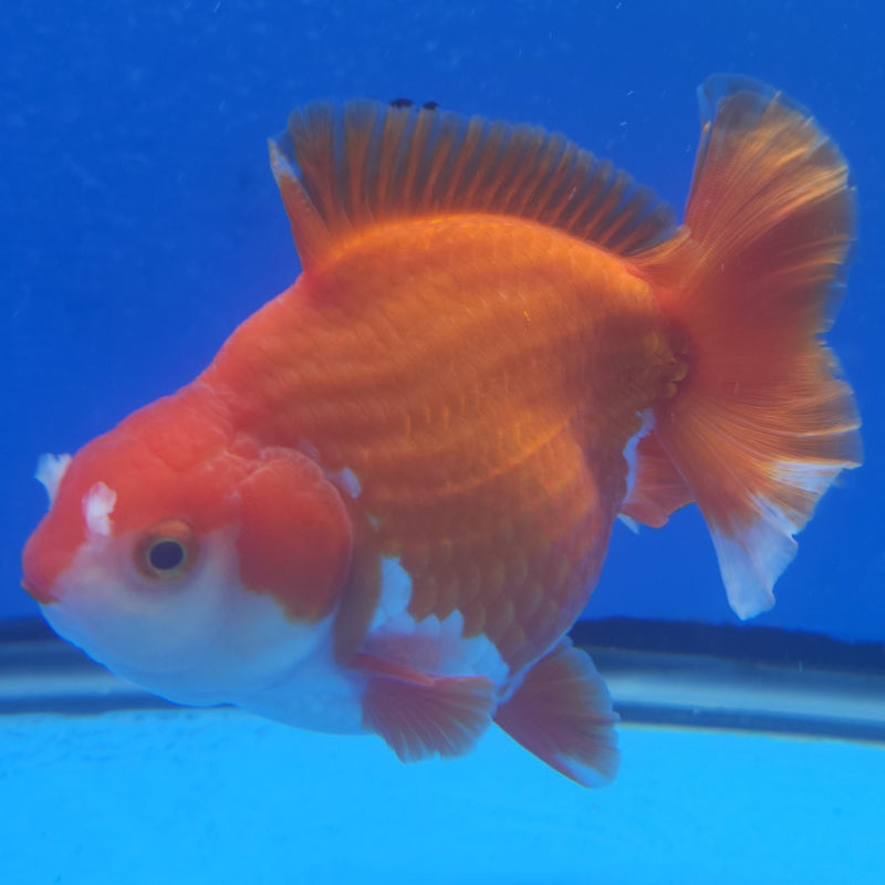 Thai Jumbo Oranda Red & White 4.5in Female (FEB-226)BLUETUB1