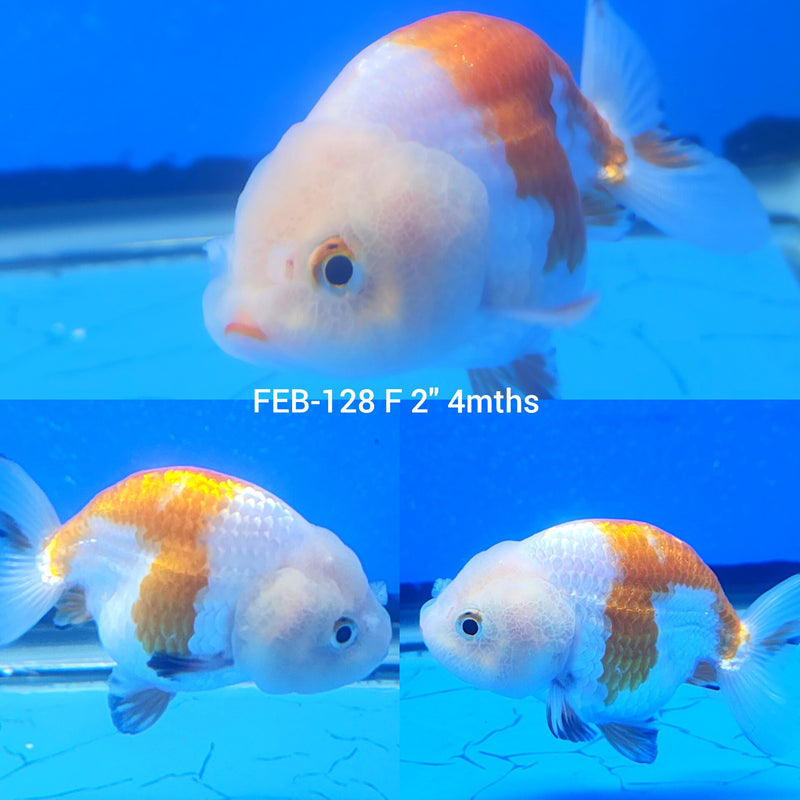 Red & White Ranchu 2” Body Female (FEB-128)R3B10
