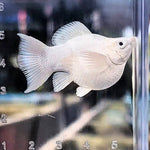 High Grade Platinum Balloon Molly (Poecilia sphenops)