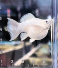 High Grade Platinum Balloon Molly (Poecilia sphenops)
