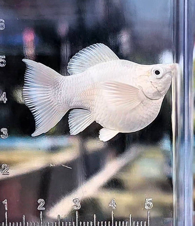 High Grade Platinum Balloon Molly (Poecilia sphenops)