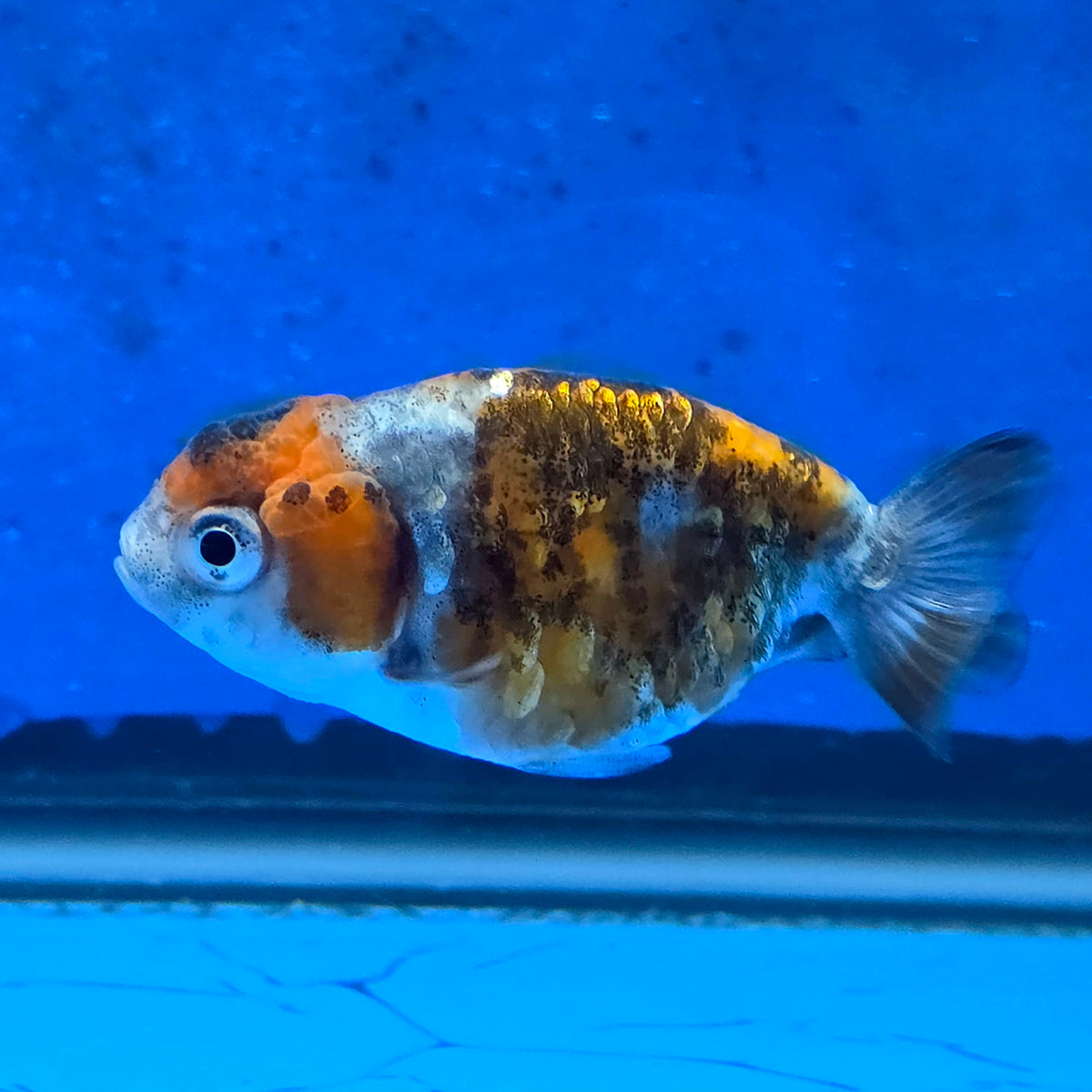Thai Ranchu Calico 2.00" Body Female (FEB-873)R2B06