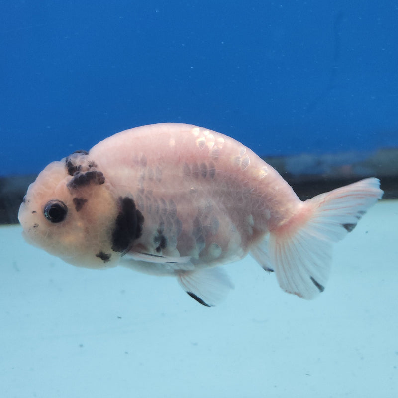 Thai Ranchu White Tiger 2.5in Female (FEB-344)R3A14