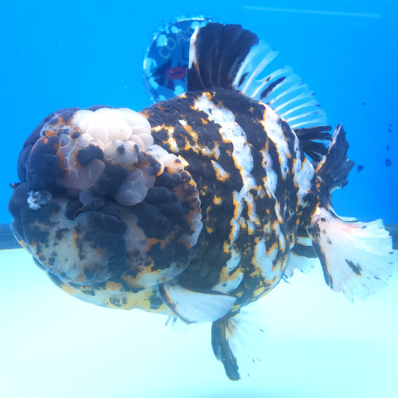 Thai Jumbo White Tiger Orchid Tail Oranda by NK THAILAND 5.00 inch Body (NKT-FEB-375)