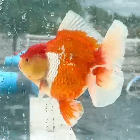 Thai Jumbo Red/White Oranda Orchid Tail 4.50 inch Body (QGF-JO1162)