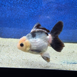 Thai Oranda Lemon head Panda 2.7” Male(FEB-650)R3B21