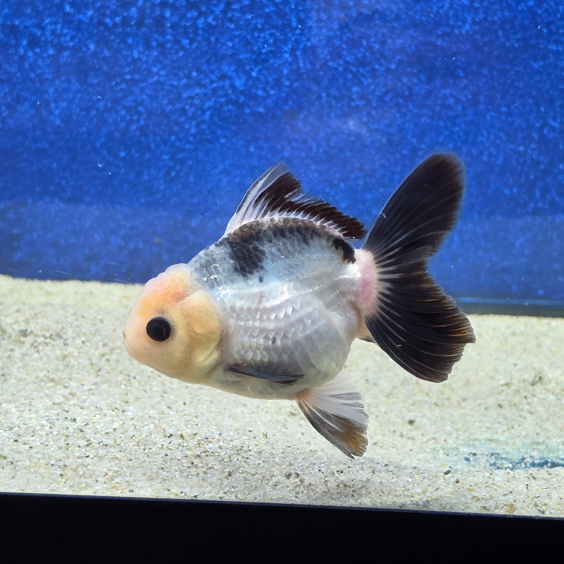 Thai Oranda Lemon head Panda 2.7” Male(FEB-650)R3B21