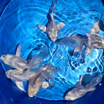 Short Body Platinum Butterfly Koi A GRADE