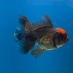 Thai Oranda Apache 3.5” Female(FEB-711)R1A07