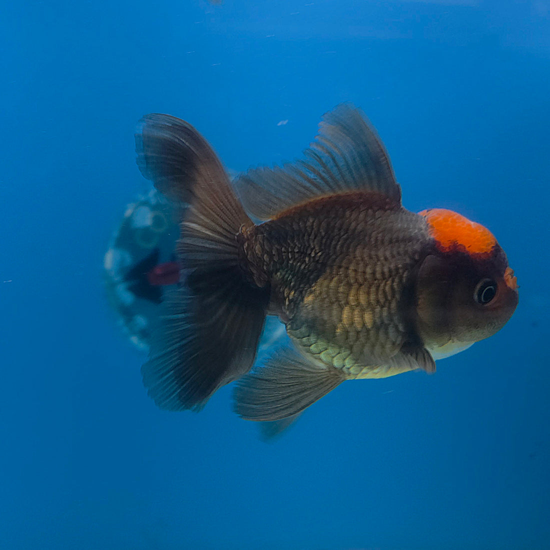 Thai Oranda Apache 3.5” Female(FEB-711)R1A07