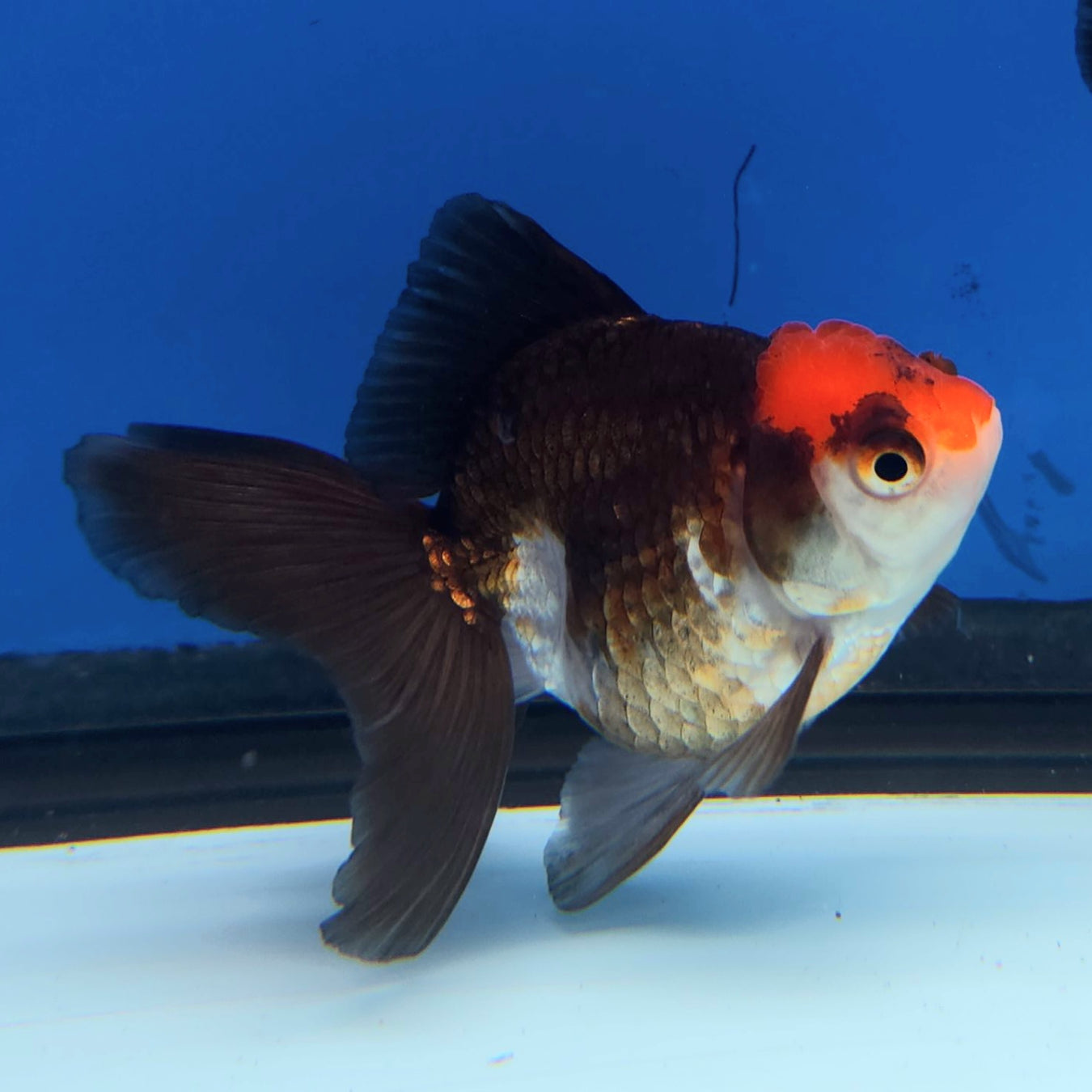 Small Goldfish - What you See is What You Get