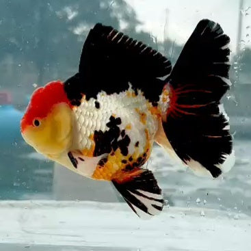 Thai Jumbo Tri Color Orchid Tail Oranda 5.00 inch Body (QGF-JO1230)BLUETUBA