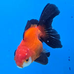 Thai Oranda Jumbo Breed Apache 3.5" Body Female (FEB-606)