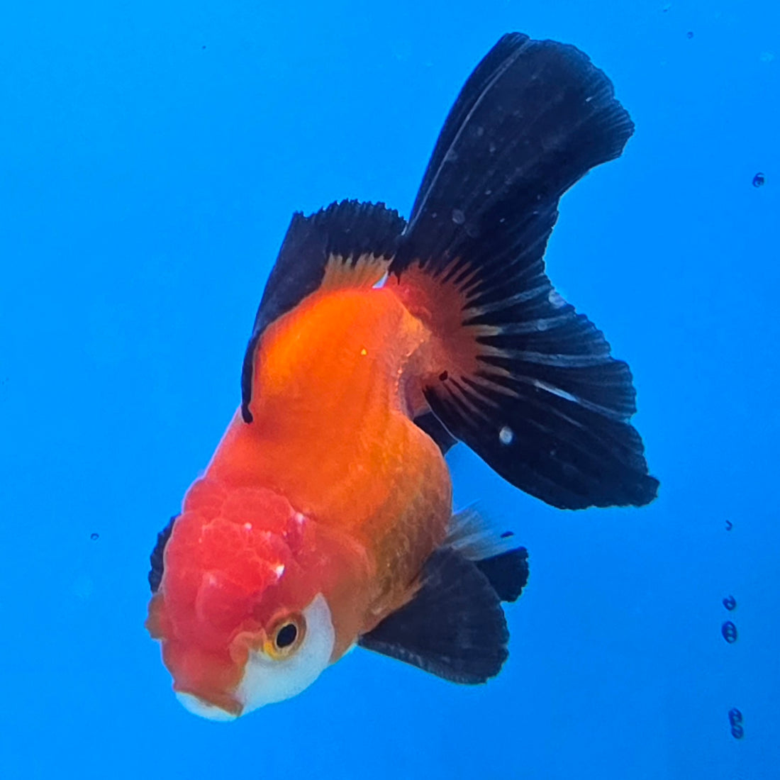 Thai Oranda Jumbo Breed Apache 3.5" Body Female (FEB-606)