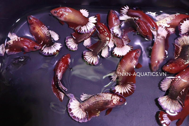 BLOOD RED FANCY COPPER FEMALE BETTA Sorority Group (CBG-056)